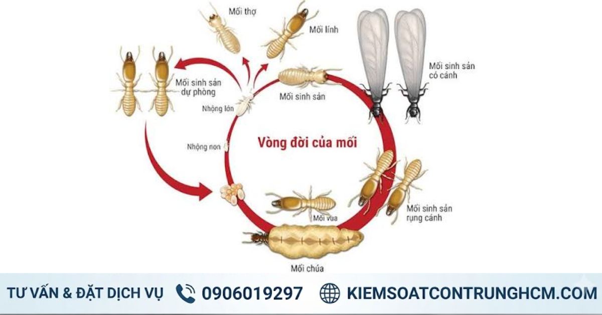 Dịch Vụ Diệt Mối Giá Rẻ Tại Hồ Chí Minh