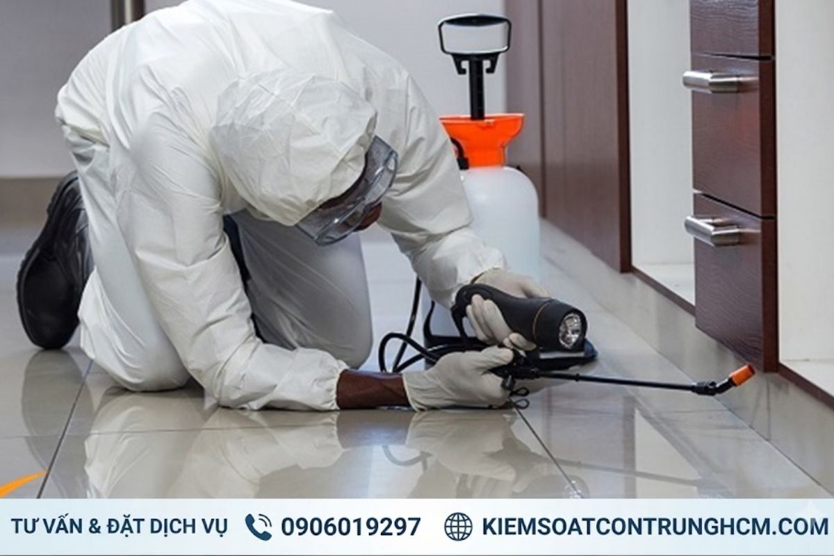 Dịch Vụ Diệt Mối Giá Rẻ Tại Hồ Chí Minh